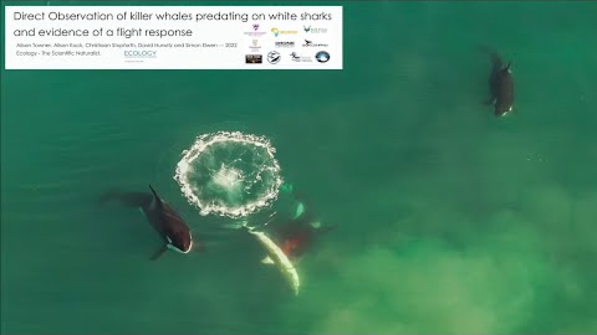 Killer whales eating white sharks in Mossel Bay, South Africa