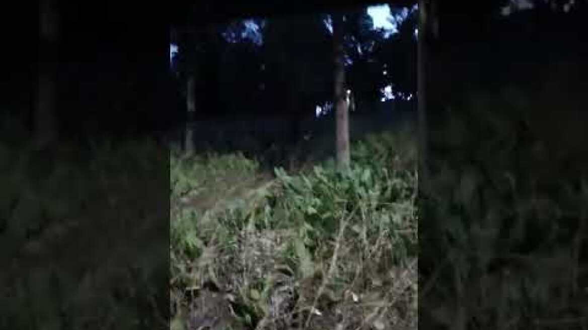 αγριογούρουνα μέσα στην Λαμία