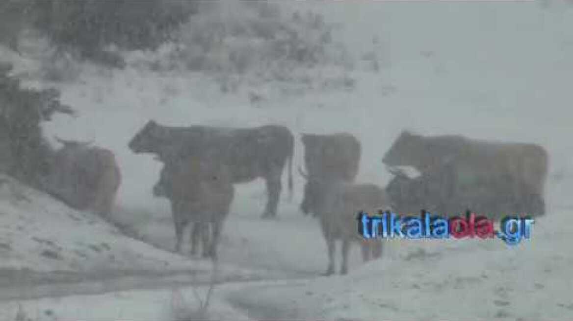 Χιονόπτωση πυκνή το πρώτο χιόνι στα Περτουλιώτικα λιβάδια χιονοδρομικό κέντρο Τρικάλων 16 11 2018