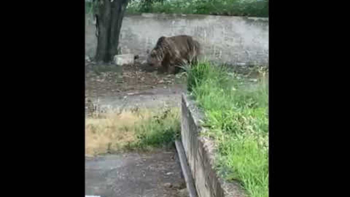 kozan.gr: Αρκούδα σε αυλή σπιτιού στον Φούφα Εορδαίας