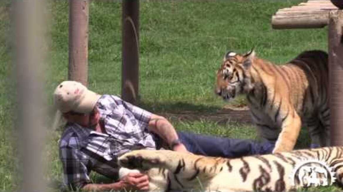 Joe Exotic (The Tiger King)  Playing With young tigers