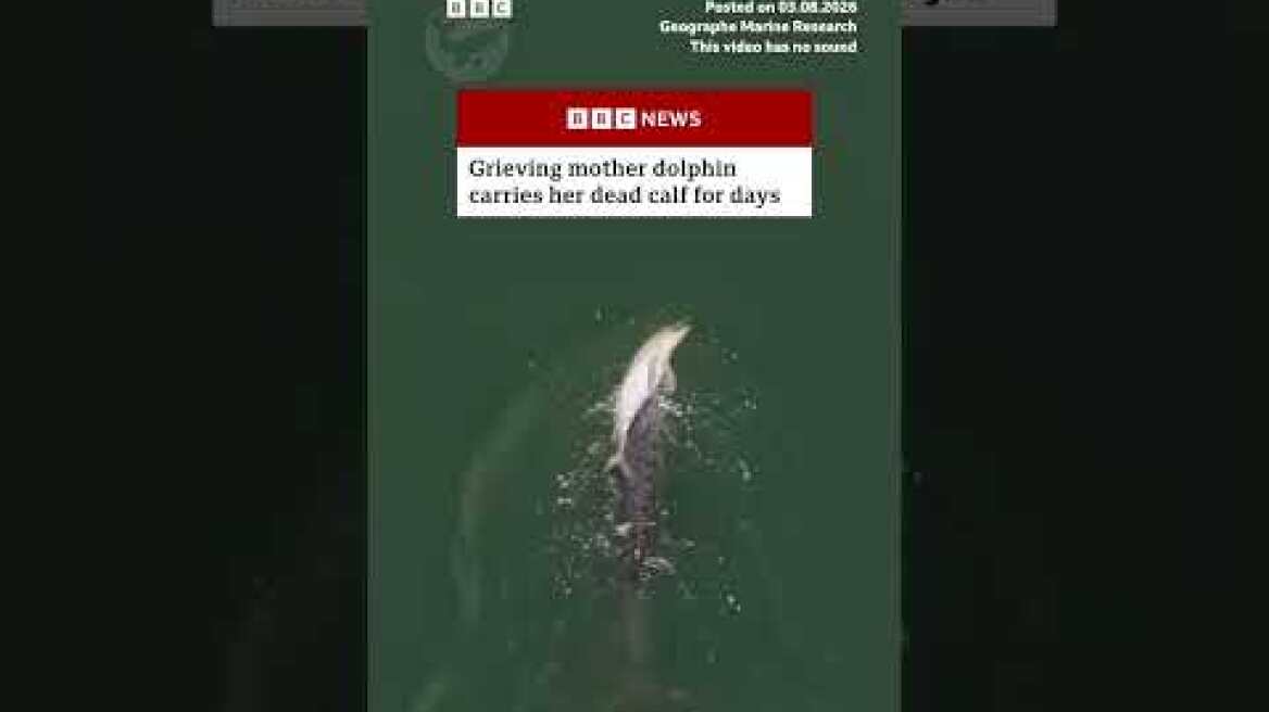 Grieving mother dolphin carries her dead calf for days. #Dolphin #Australia #BBCNews