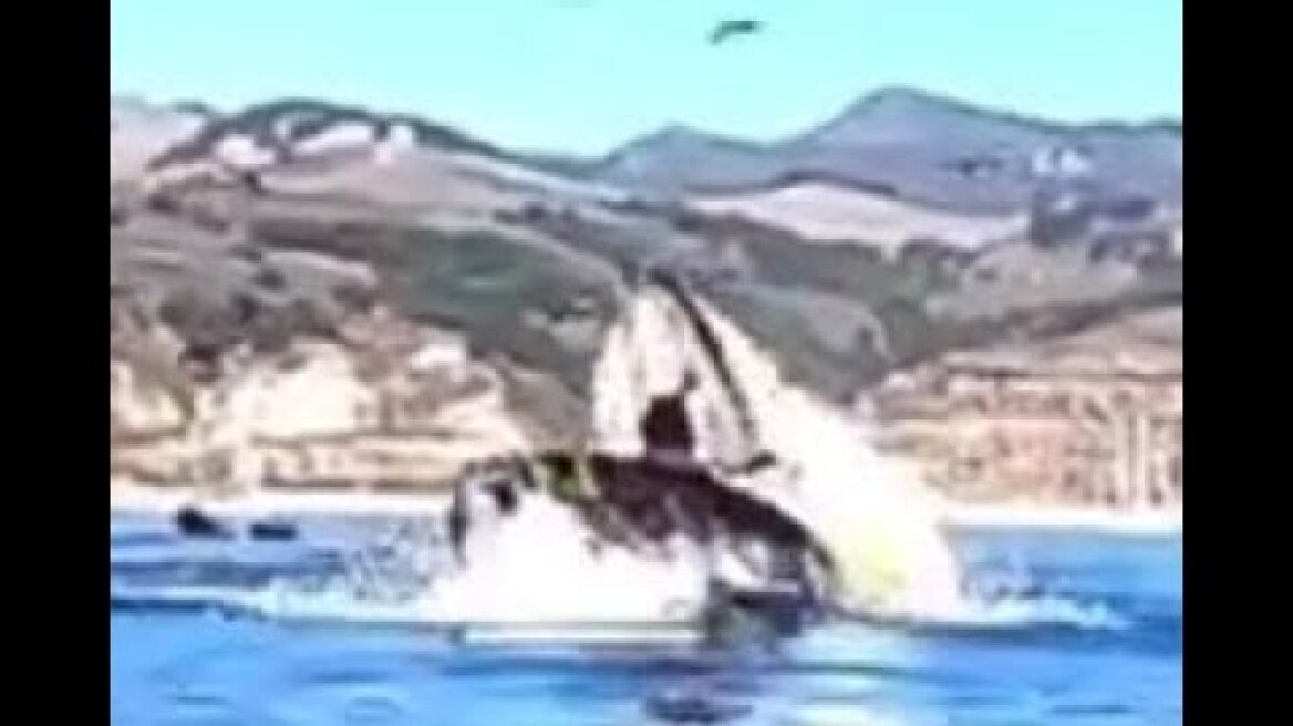 Kayakers swallowed by a humpback whale in Avila beach - California