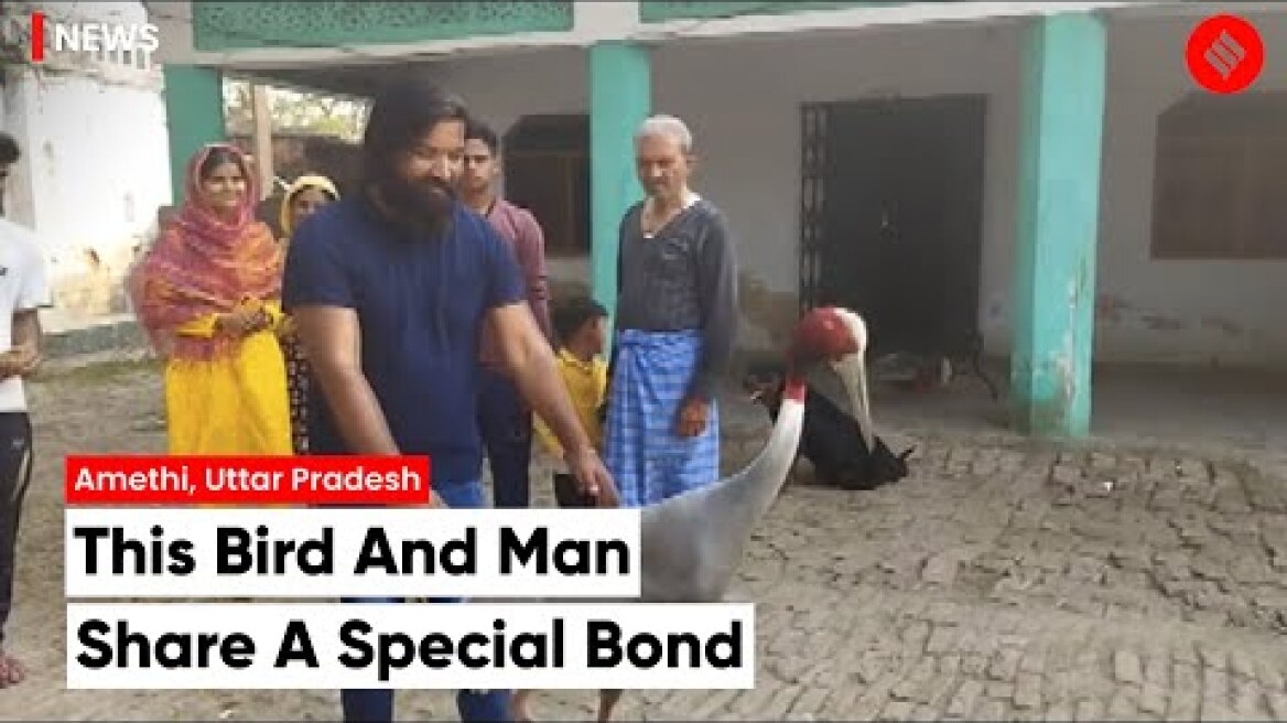 UP local and Sarus crane form special bond after he rescues it