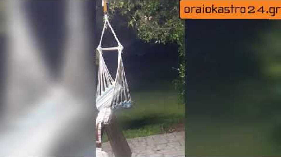 Αλεπού σε σπίτι στο Ωραιόκαστρο Θεσσαλονίκης