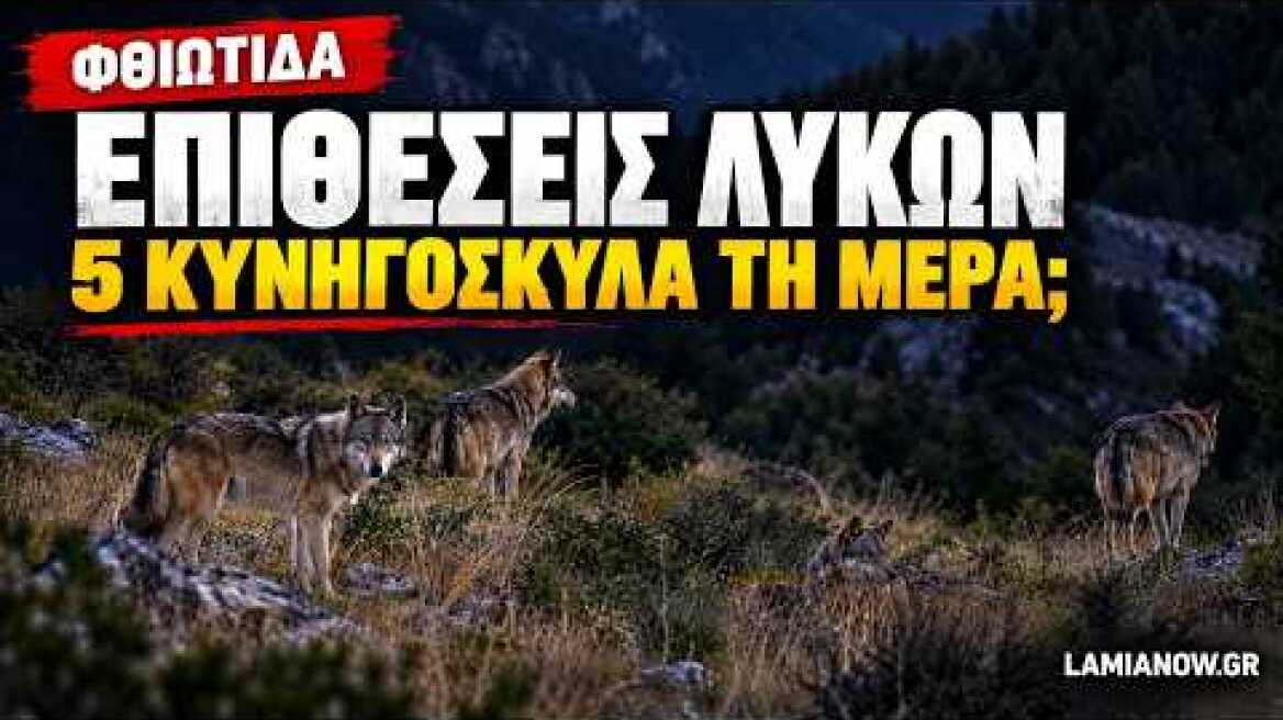 Φθιώτιδα: Έξαρση επιθέσεων λύκων καταγγέλλουν οι κυνηγοί – «Επιθέσεις σε κυνηγόσκυλα κάθε ημέρα»