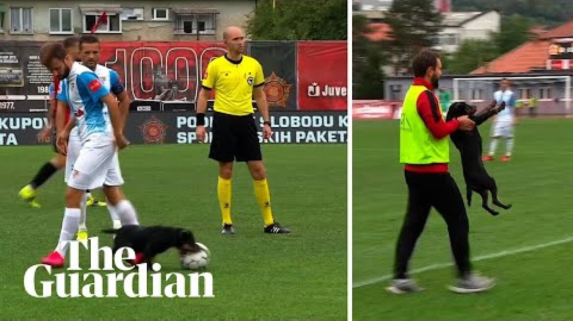 Absolute howler: dog steals ball and nutmegs players in Bosnian football match – video'