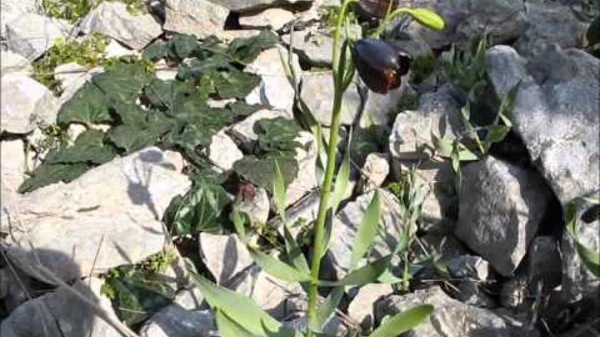 Τα σπάνια φυτά της Αττικής