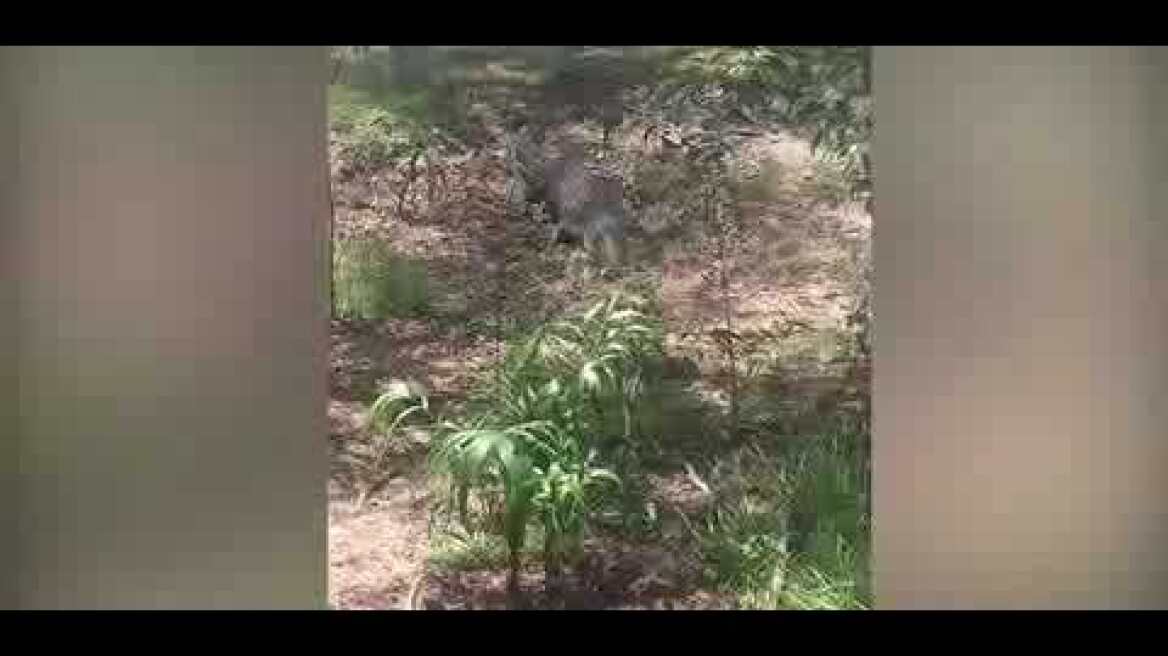 Dog famous for chasing and biting crocodile eaten by crocodile