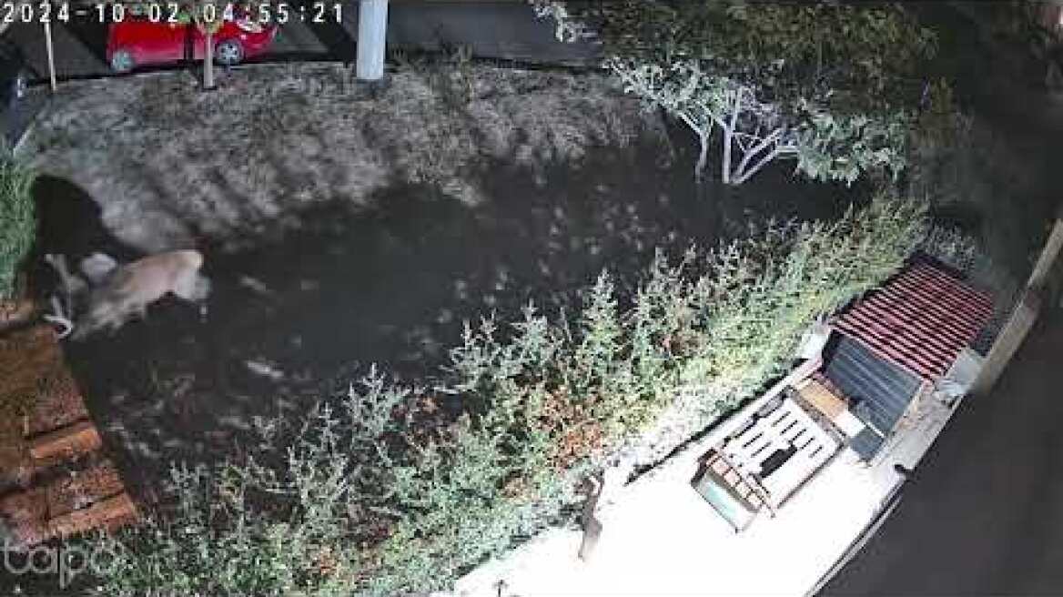 Ελάφια βρήκαν καταφύγιο σε κήπο σπιτιού στη Χασιά