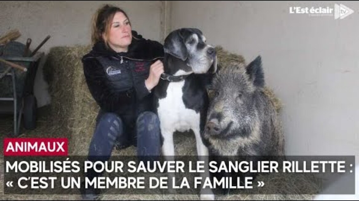 Mobilisés pour sauver le sanglier Rillette : « C’est un membre de la famille »