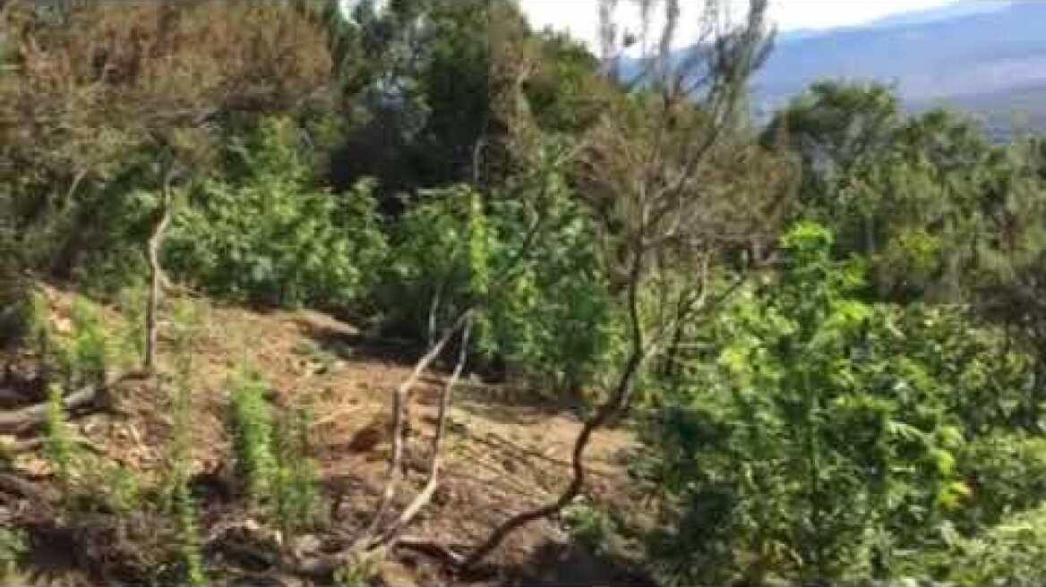 Εξαρθρώθηκε εγκληματική οργάνωση που δραστηριοποιείτο στην  καλλιέργεια φυτειών κάνναβης