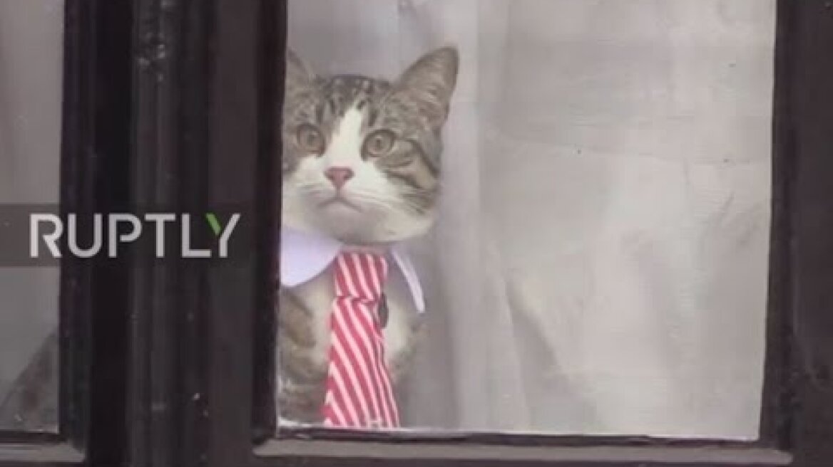 Embassy cat keeps an eye on press during Assange questioning