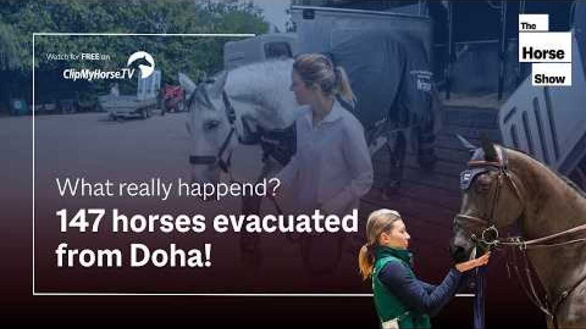 147 horses evacuated from Doha – What really happened? | Exclusive Interview in The Horse Show