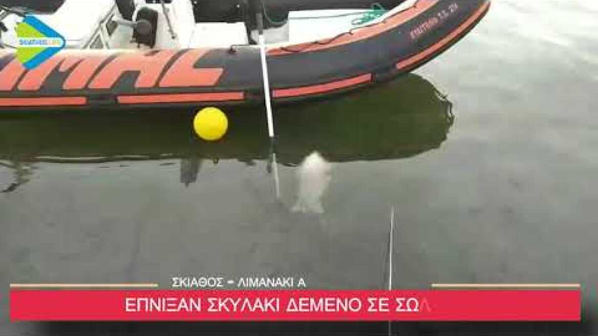 ΣΥΝΕΧΙΖΕΤΑΙ ΤΟ ΕΓΚΛΗΜΑ ΣΤΗΝ ΣΚΙΑΘΟ : Έδεσαν σκυλάκι σε σωλήνα και το έπνιξαν στον Αη Γιώργη