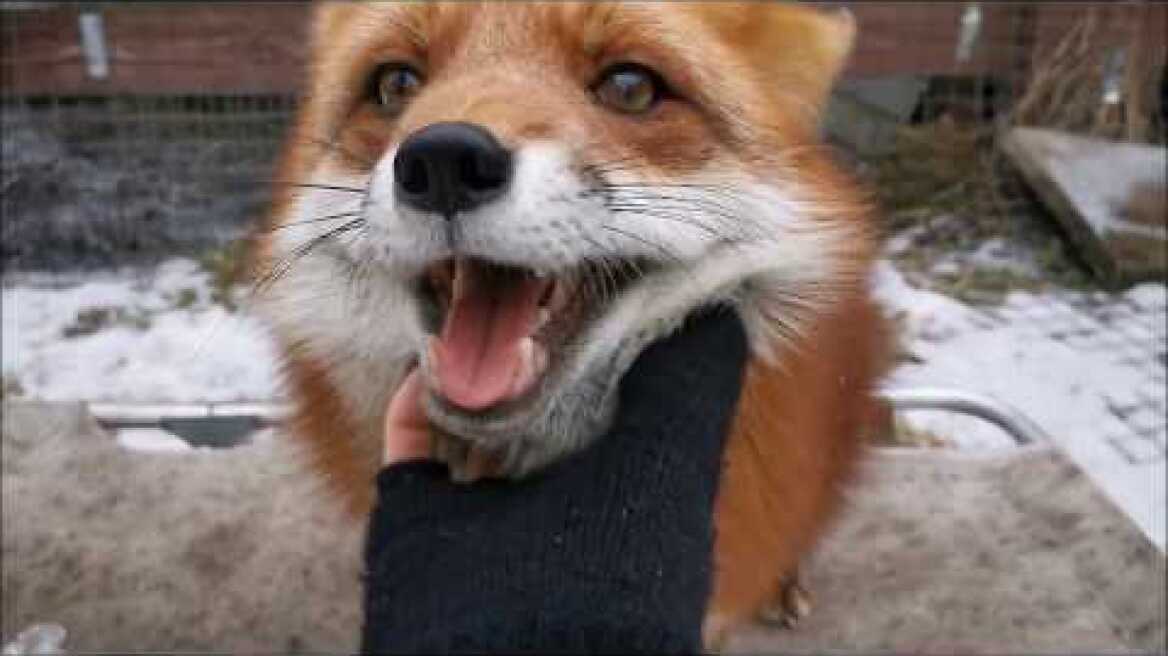 Μικρά αλεπουδάκια