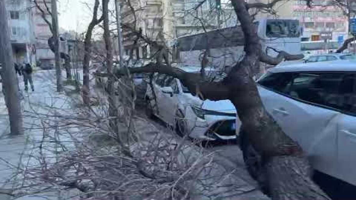 Δέντρο έπεσε πάνω σε σταθμευμένα αυτοκίνητα