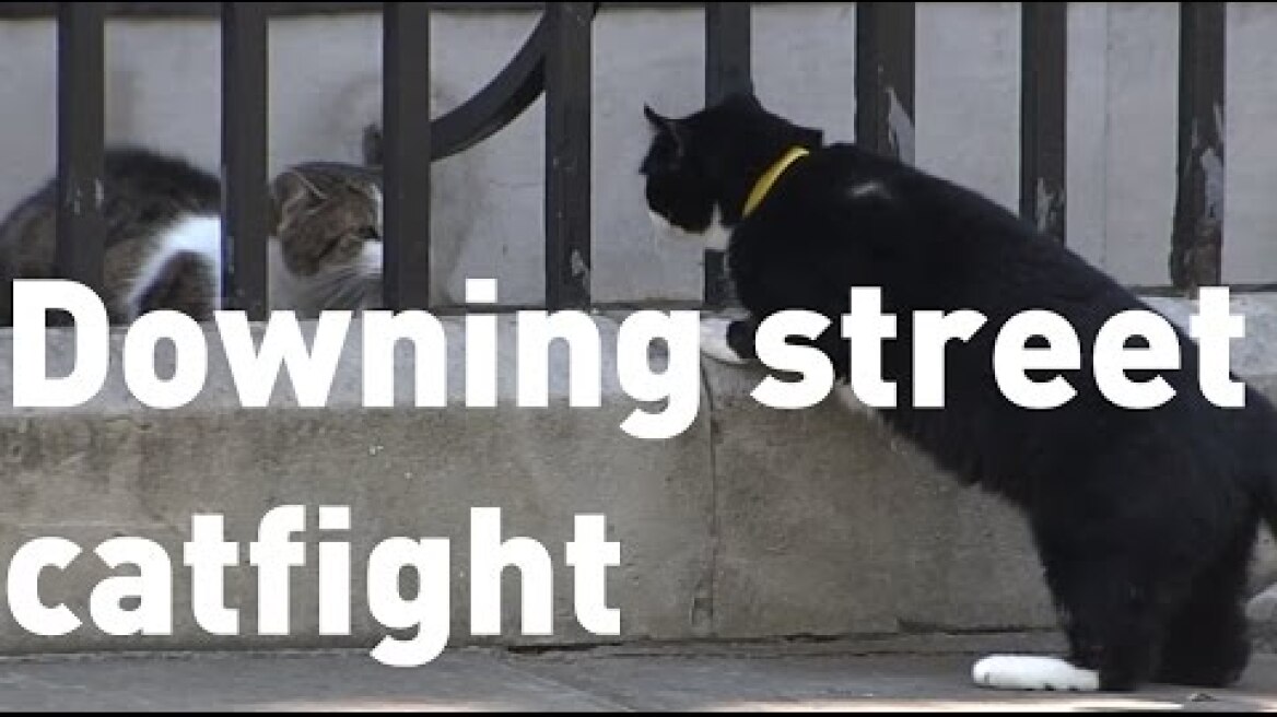 Downing Street cats Larry and Palmerston get in another fight