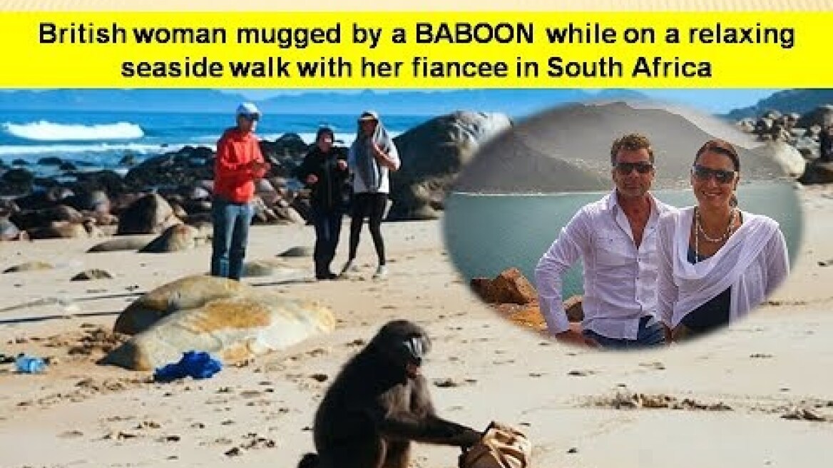 Μπαμπουίνος έκλεψε τουρίστρια στη Νότια Αφρική