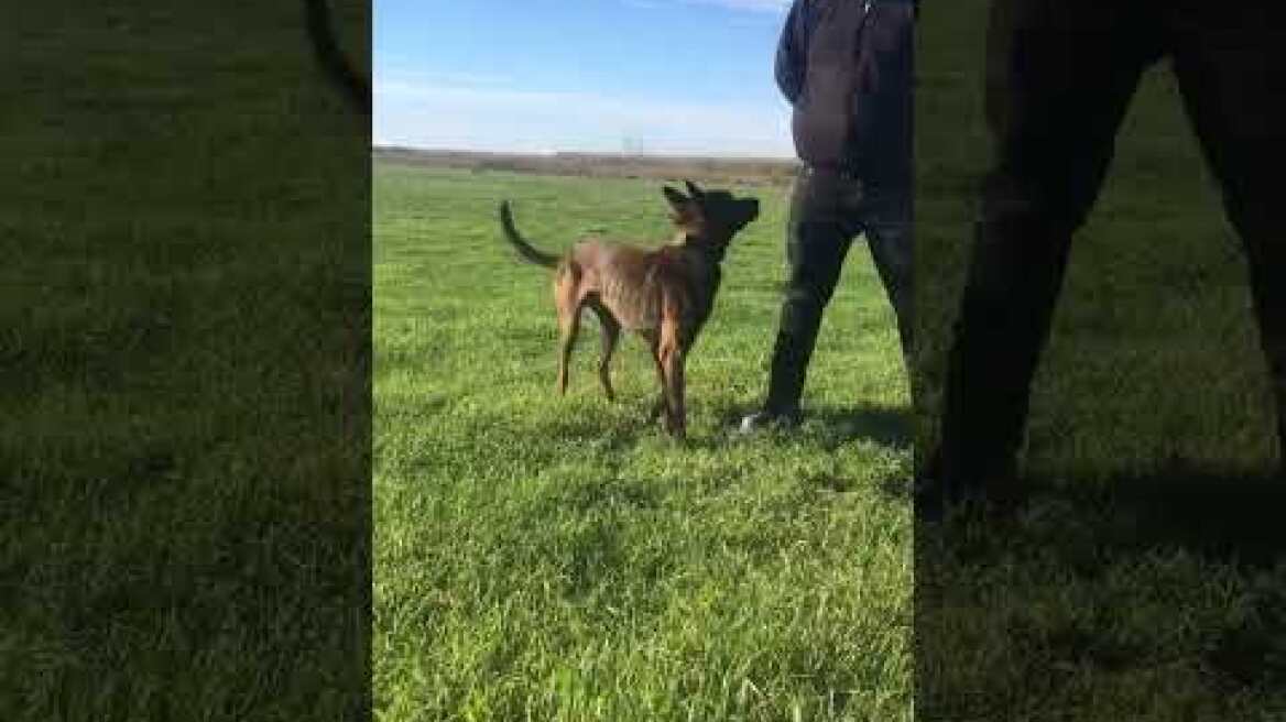 Ο εκπαιδευτής με το σκύλο του, που έλυσαν το μυστήριο στο Μεσολόγγι, μιλάει στο protothema.gr
