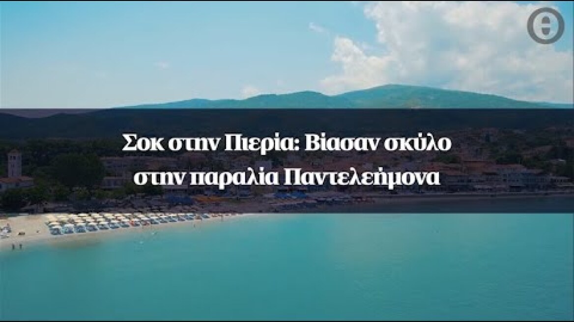 Σοκ στην Πιερία: Βίασαν σκύλο στην παραλία Παντελεήμονα