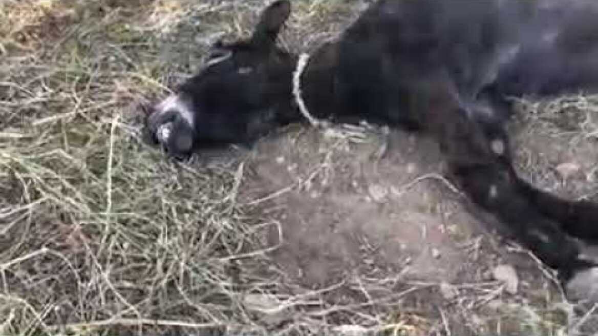 Κορωπί: Καταγγελία για δεμένο γαϊδούρι που μπλέχτηκε στο σχοινί του και πέθανε