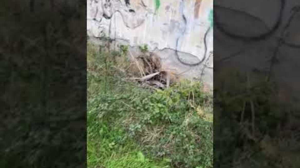 Εξαρθρώθηκε εγκληματική οργάνωση Ρομά (1)