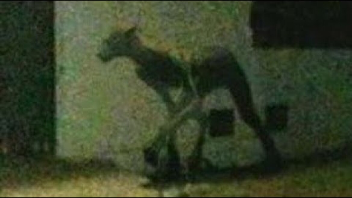 Argentina: Strange Creature Slays Two Dogs in Santa Fe