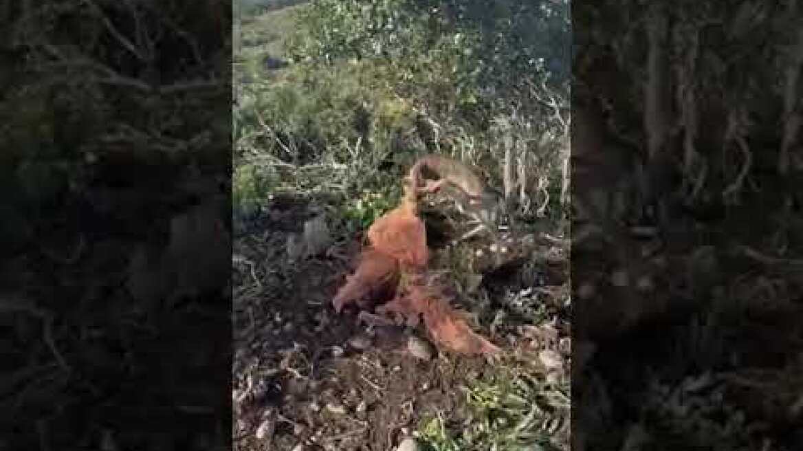 Κρητικοί εικονολήπτες απελευθερώνουν ελάφι από τα δεσμά του στη Ρόδο!