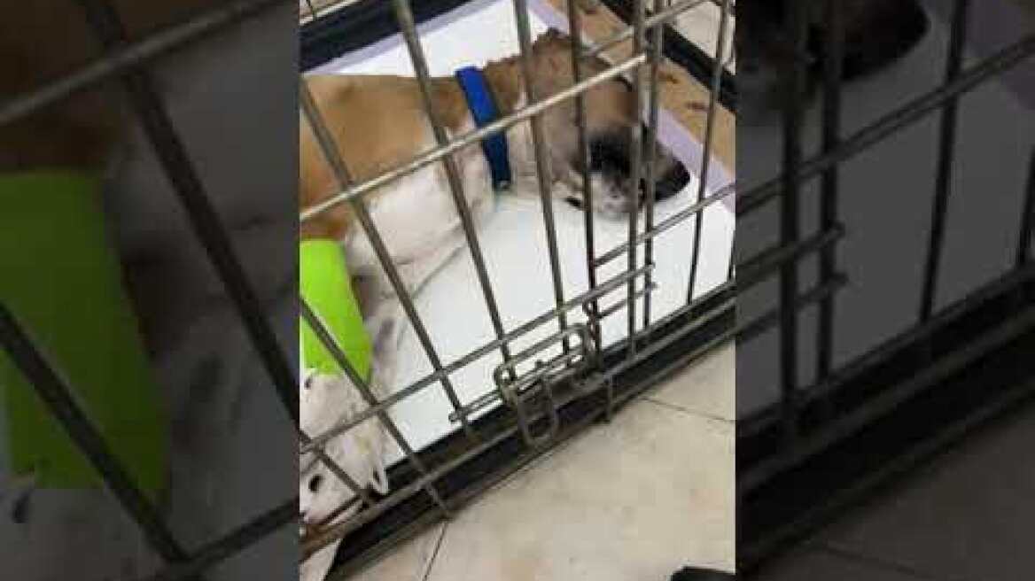 Θεσσαλονίκη: «Πέρασε πάνω από το σκυλί και το εγκατέλειψε αιμόφυρτο» λέει η ιδιοκτήτρια του ζώου