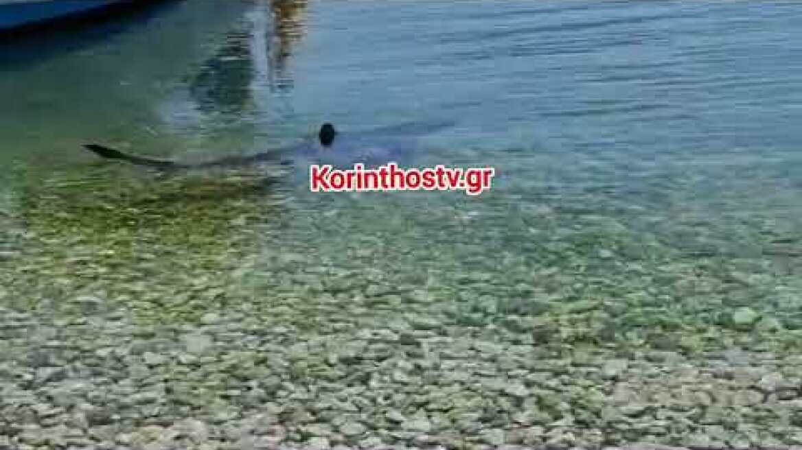 Καρχαρίας στα Λουτρά Ωραίας Ελένης 