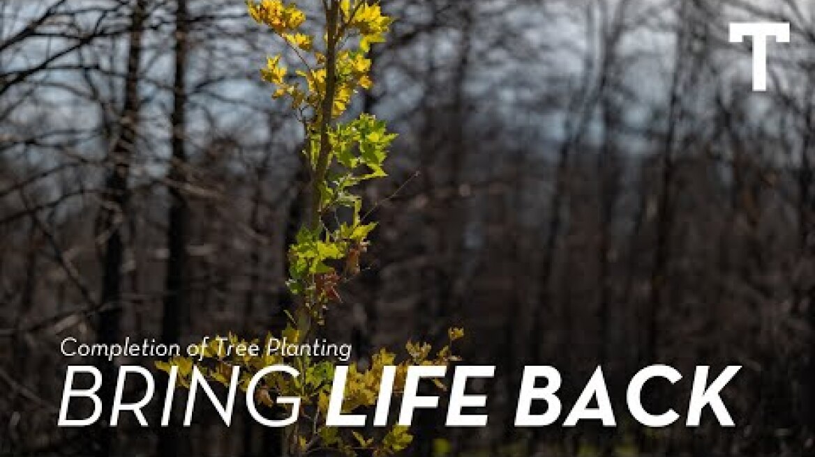 The TATOΪ Club Reforestation project | Completion of tree planting