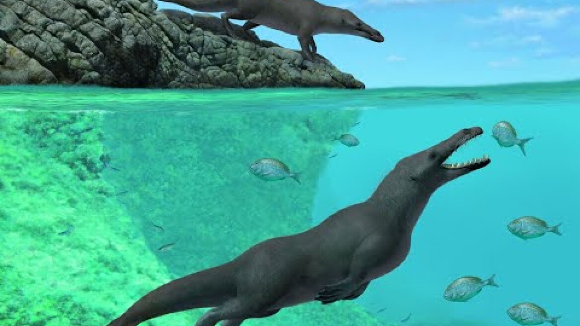 Four-legged whale ancestors reached South America in an otter-like swimming style