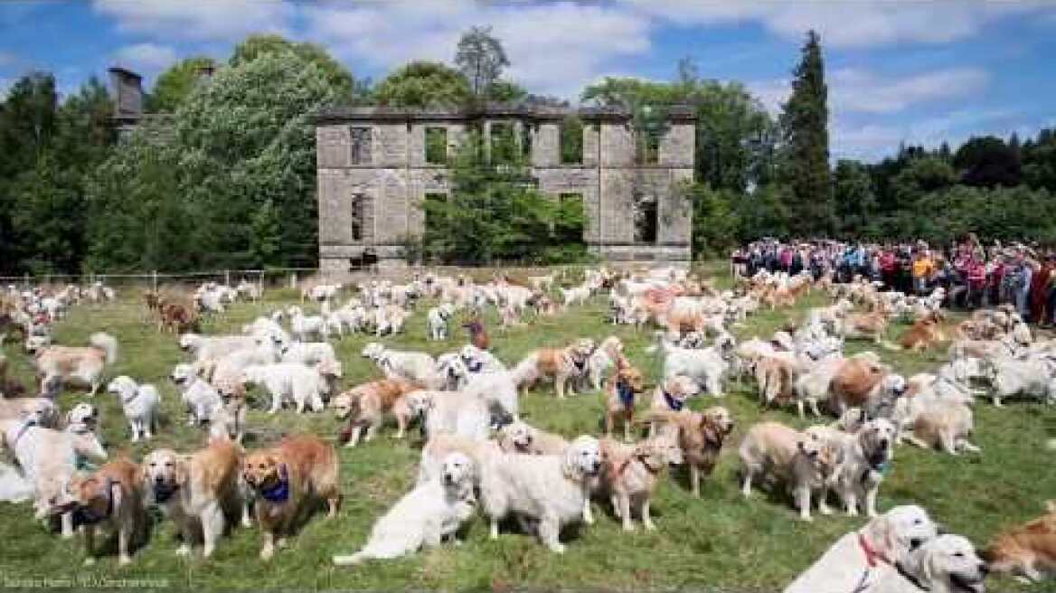 361 golden retrievers assemble in the Scottish Highlands