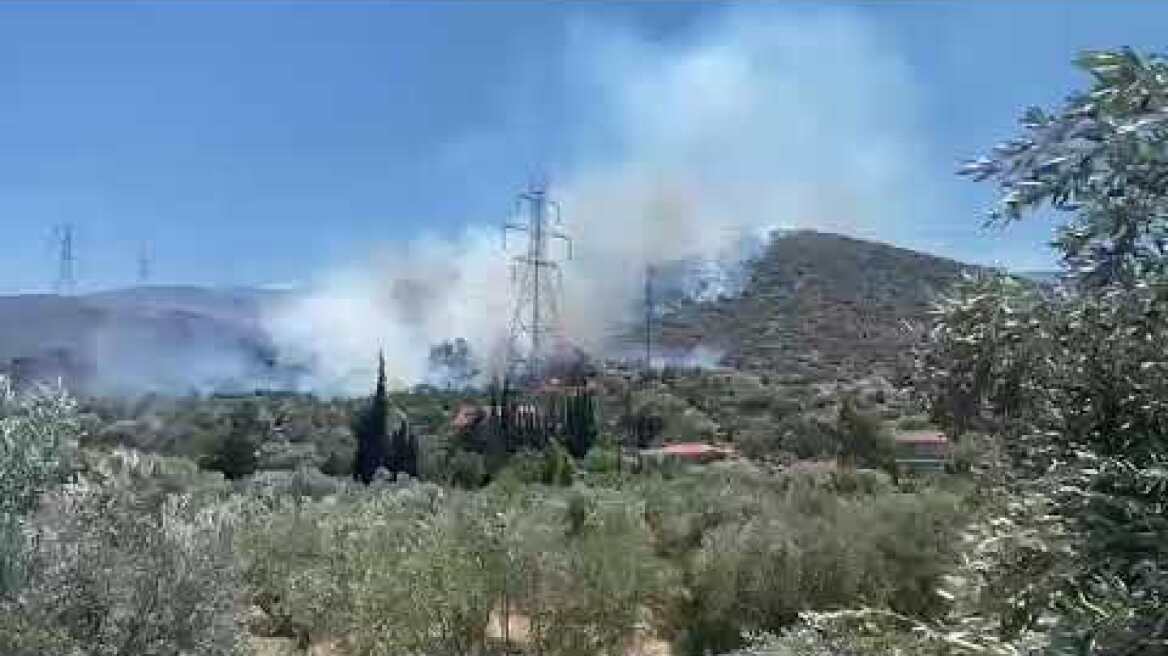 Μεγάλη φωτιά κοντά σε σπίτια στον Κουβαρά Αττικής (4)