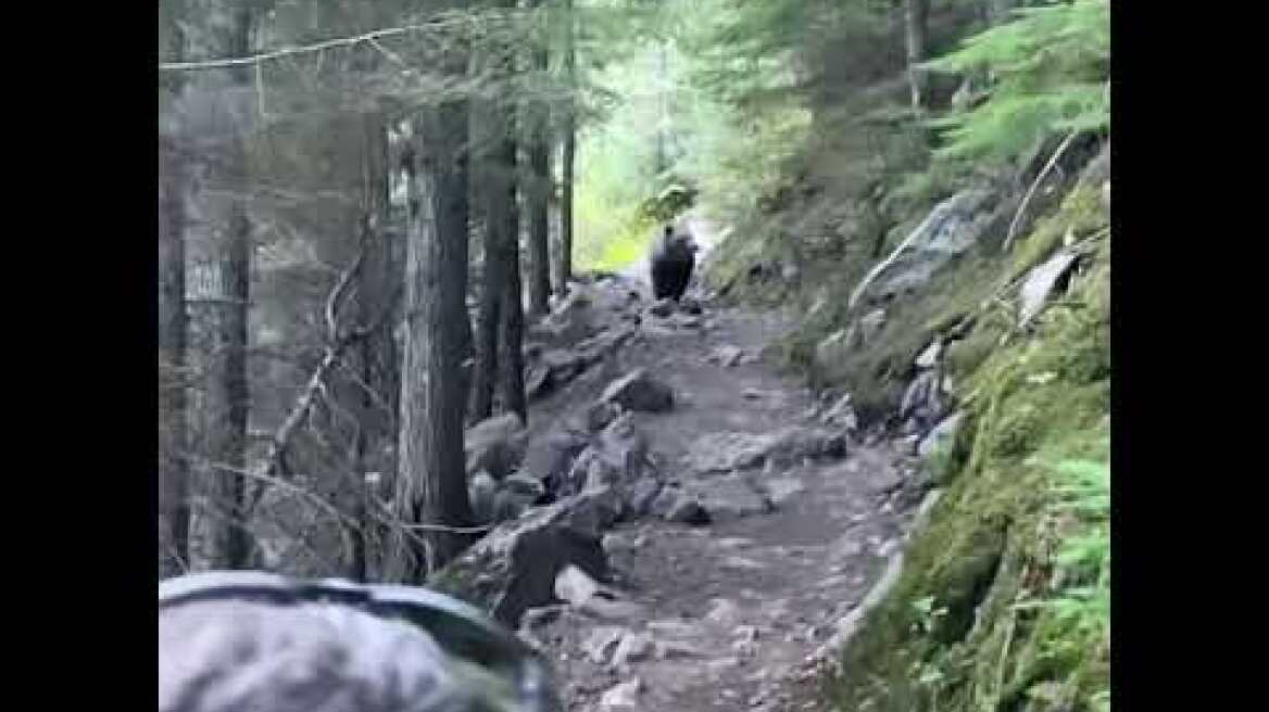 Grizzly meets us on the trail in Glacier National Park-June 2021