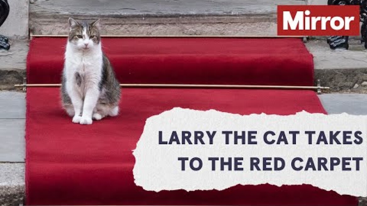 Larry the Cat walks the Downing Street red carpet