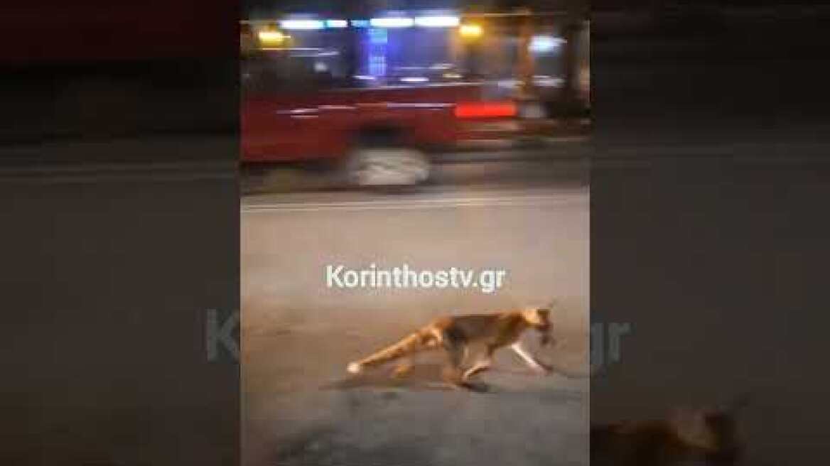 Λουτράκι: Αλεπού «κόβει» βόλτες και αναζητά τροφή