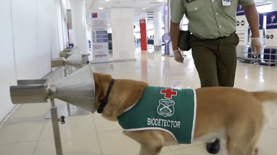 COVID-19 sniffing dogs to be used in Chile airport