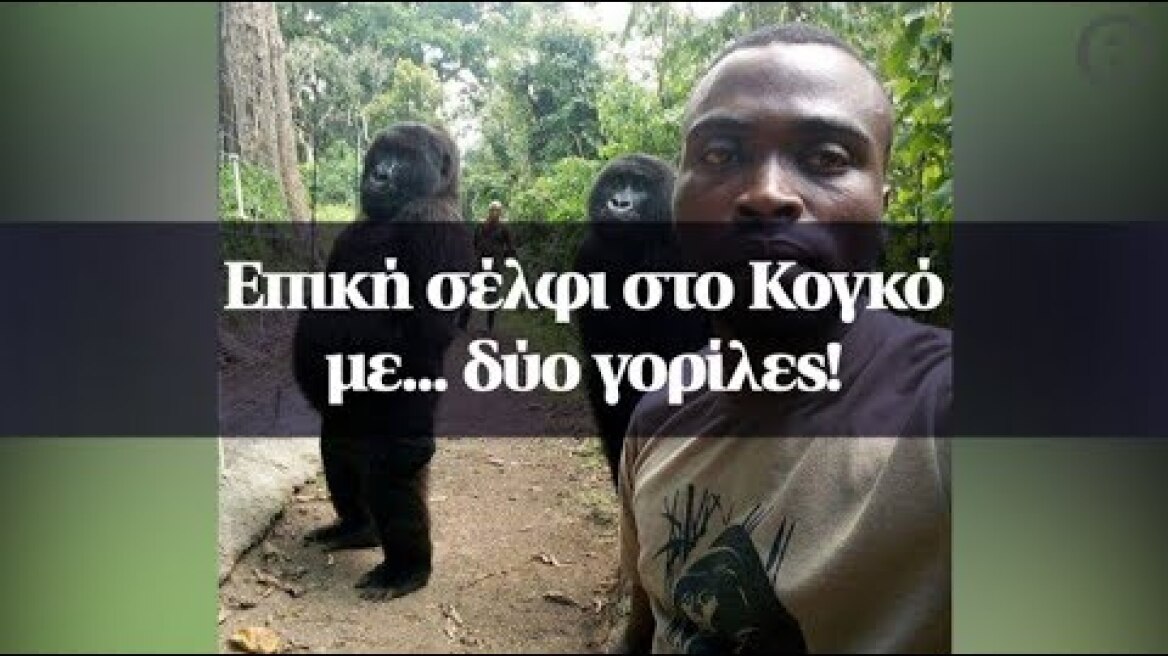 Επική σέλφι στο Κογκό με... δύο γορίλες!