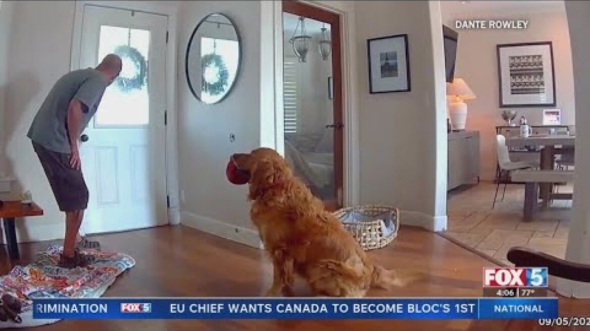 'Guard dog' Nash greets burglars with a toy inside San Diego house