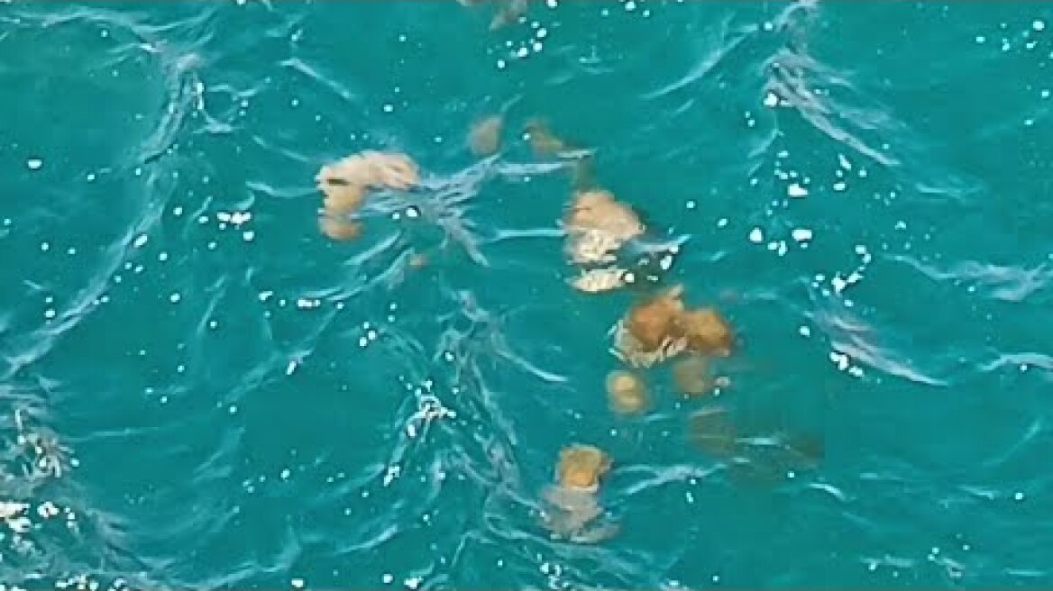 Σπάνιο φαινόμενο! Ατελείωτη «στρατιά» από μέδουσες διασχίζει τα «τρελά νερά» της Χαλκίδας