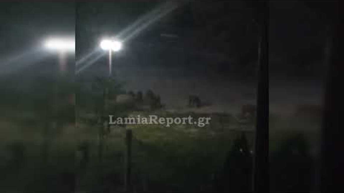 LamiaReport.gr: Κοπάδι με 30 αγριογούρουνα στην Κεραμίδα Δομοκού