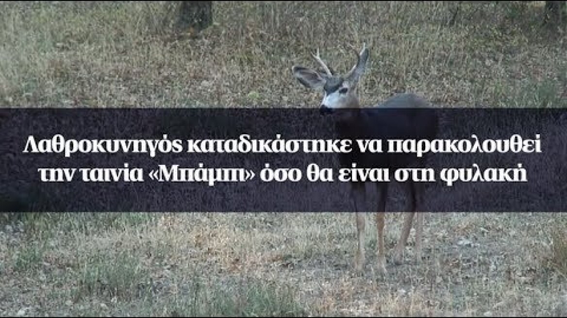 Λαθροκυνηγός καταδικάστηκε να παρακολουθεί την ταινία «Μπάμπι» όσο θα είναι στη φυλακή