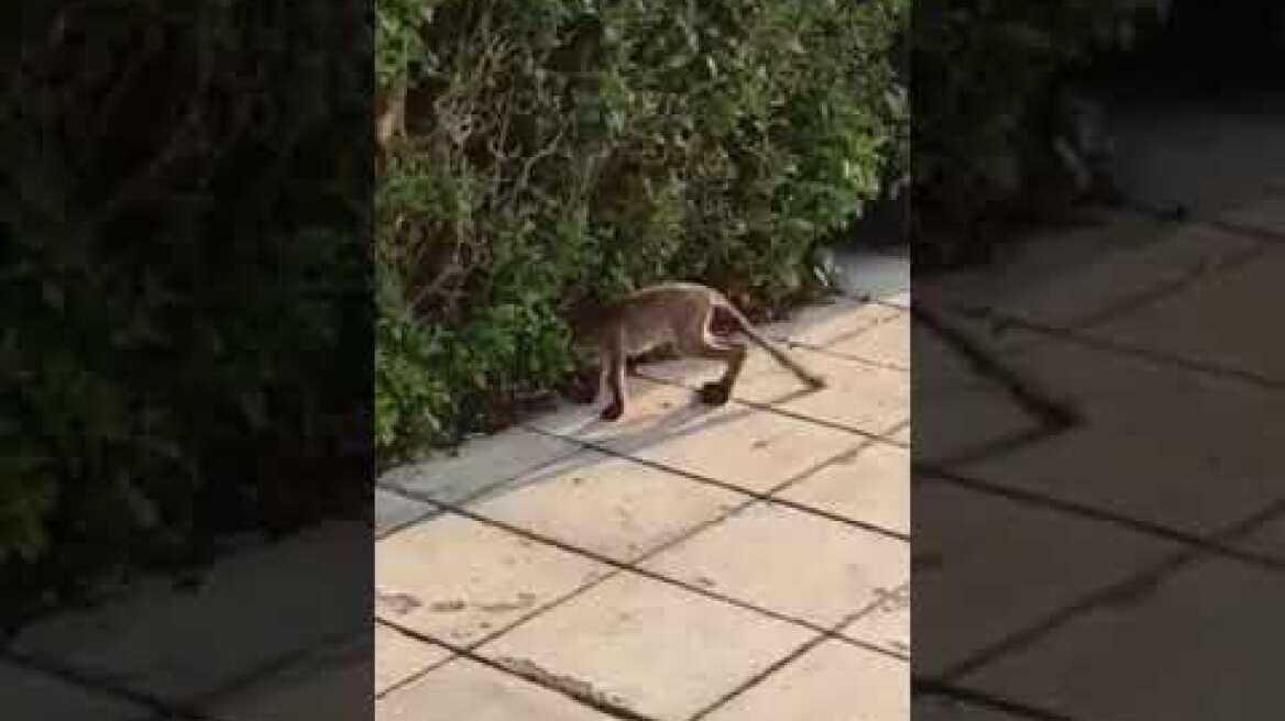 Αλεπού στην Καβάλα