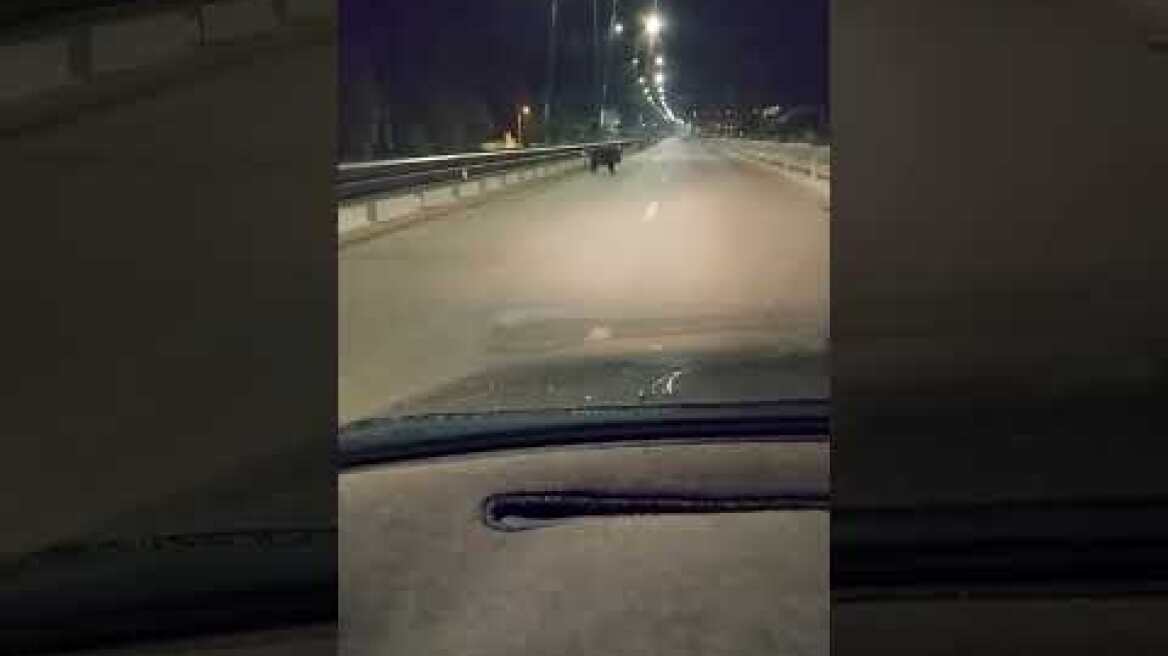 Ιωάννινα: Αγριογούρουνο εισέβαλε στη Σταύρου Νιάρχου, στον δρόμο για το Πανεπιστημιακό Νοσοκομείο