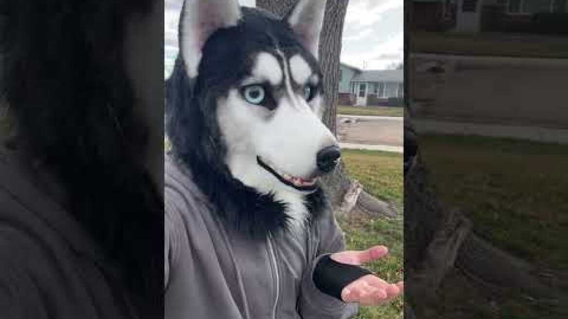 Animal in me 💓 #therian #therianthropy #song #animalinme #theriansong