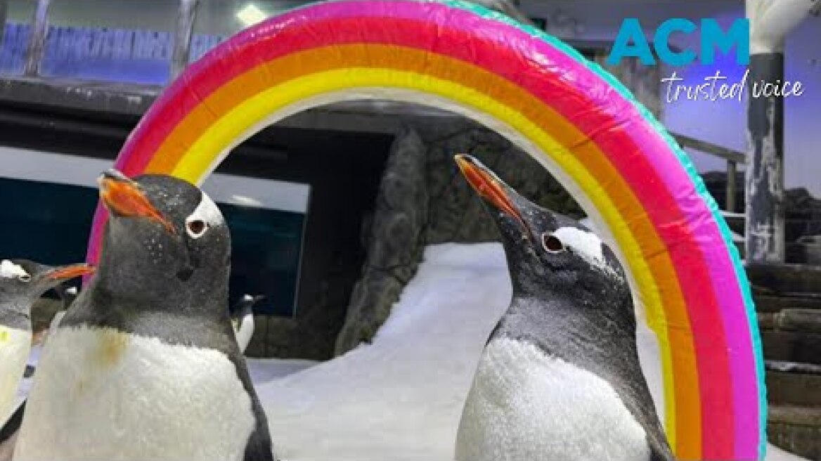 World famous gay penguin Sphen mourned at Sydney Aquarium