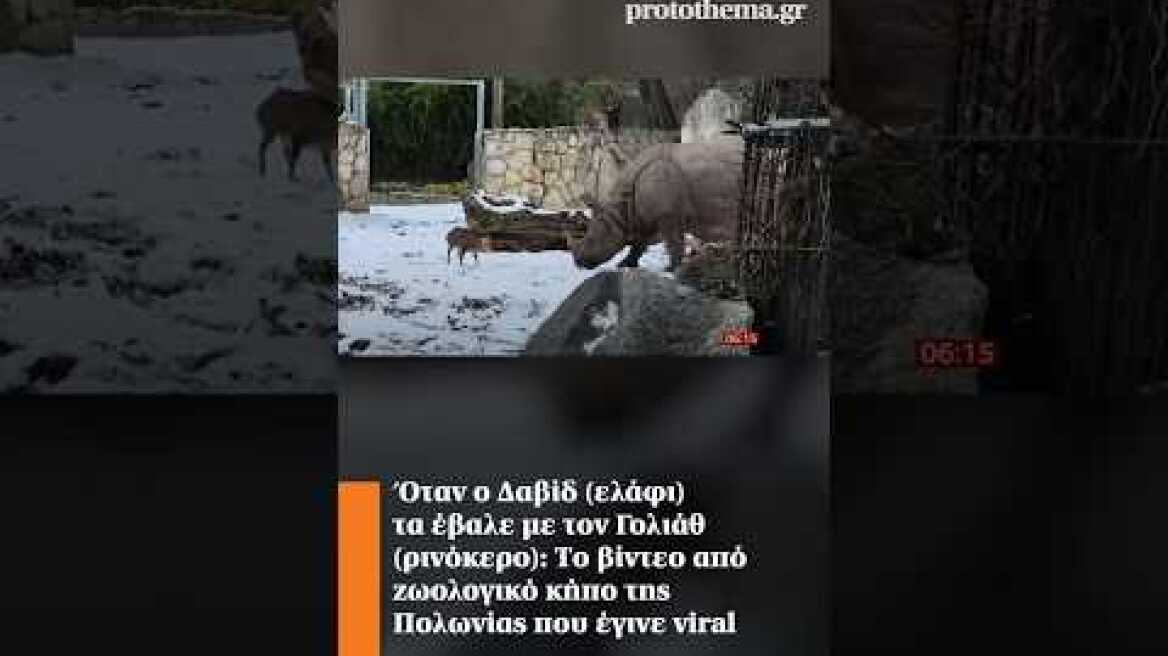 Όταν ο Δαβίδ (ελάφι) τα έβαλε με τον Γολιάθ (ρινόκερο): Το βίντεο που έγινε viral