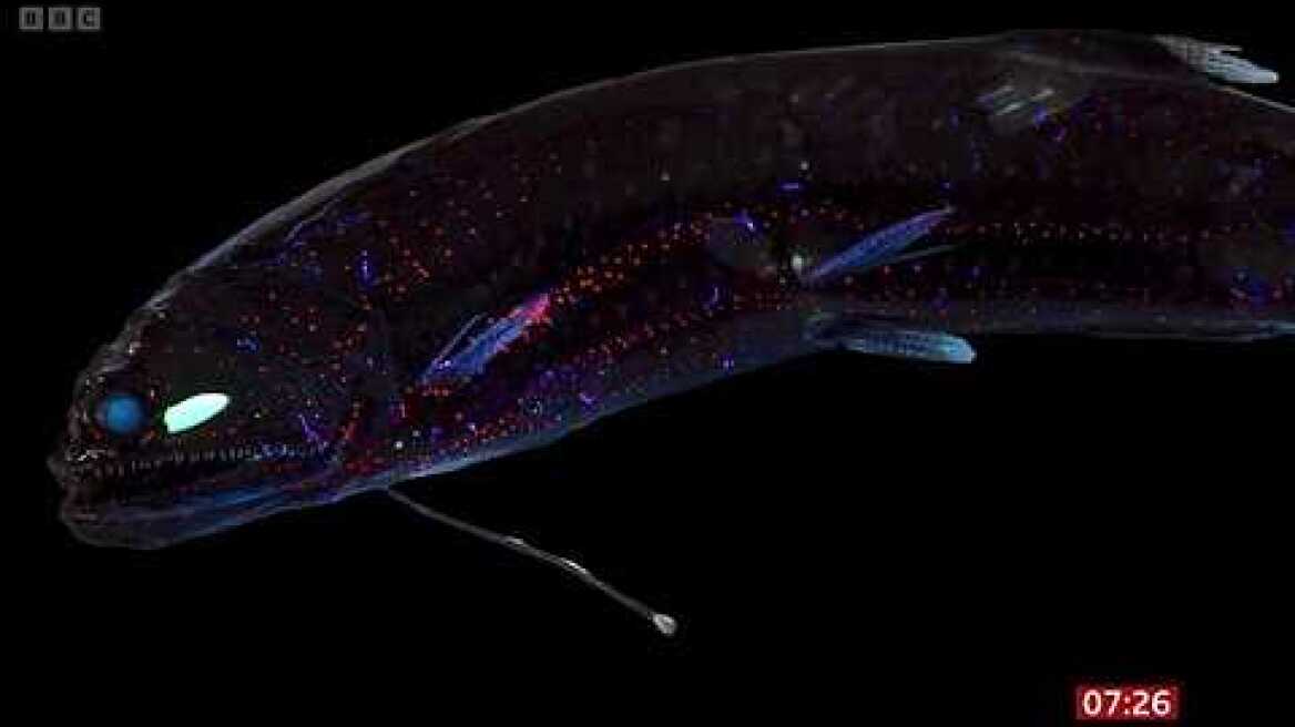 4K - Previously Unknown Amazing Life Discovered Deep In  The Oceans